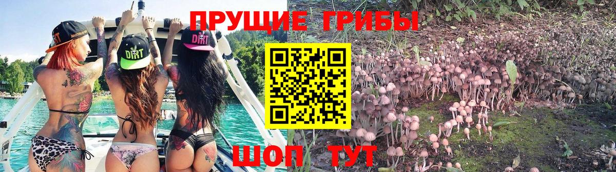Псилоцибиновые грибы ЛСД Новокубанск